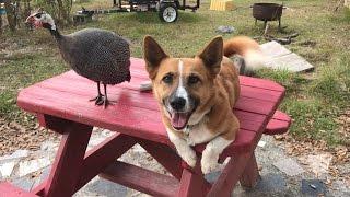 Becky Wants All The Animals OUT!