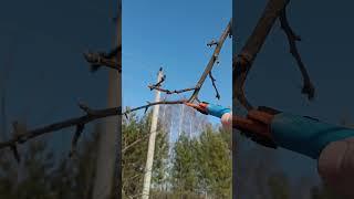 ЦИКЛИЧЕСКАЯ ОБРЕЗКА ЯБЛОНИ  #обрезка #сад #яблоня