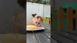 #love #monkey #viralvideo #shorts #viralshorts #animals