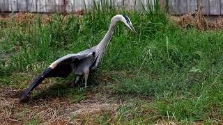 My heron hunting guide