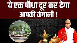 ये एक पौधा दूर कर देगा आपकी कंगाली ! | Pandit Suresh Pandey | Darshan24