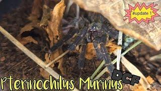 Pterinochilus Murinus ( DCF MIKUMI OBT )   #tarantula #fyp  #fypシ #subscribe #giantspider