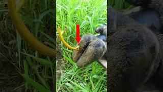 Experts Reveal the BEST Wrench to Remove Broken stainless steel in the Hoof cows! #shorts #asmr