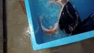 Releasing 35 to 40cm koi into quarantine tank