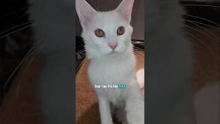 All Pets are Extraordinary: A Love Letter to Aurora 
