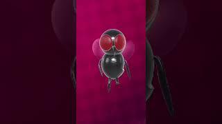 Funny fly dancing #funny funnyflydancing #funnyshortvideo #shorts #funnyflyfilter