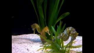 Cute Seahorse Swimming - Video for Kids