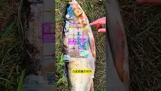 Silver carp and bighead carp cube bait has a good effect on catching fish. It is easy to catch b