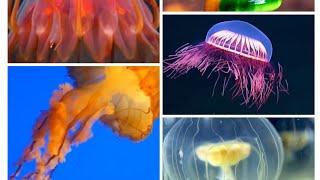 The Japanes sea nettle,helmet jellyfish,firework jellyfish,hydrozoan jellyfish and droolcap mushroom