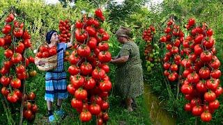 Harvesting Tomatoes, Cucumbers from the Garden | Grandma Making Delicious Pickle