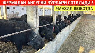 ФЕРМАДАН АНГУСНИ ЗУ́РЛАРИ СОТИЛАДИ МАНЗИЛ ШОВОТДА !!! ХОРАЗМ БОЗОР