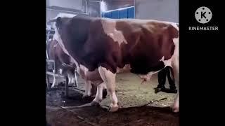 Incredible cow and Bull Mating/Natural Animals Breeding/ zee pets