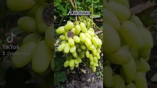Лучшие сорта винограда