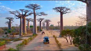 MADAGASCAR, Baobab Alley: Amazing Planet (4K) 2022