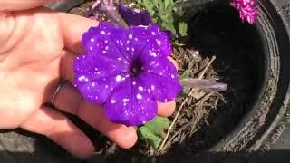 Zoo School Live! - 4.27.21 - Spring Planting