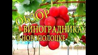 Обзор виноградника. Север Беларуси - Новополоцк. Vineyard overview. North of Belarus - Novopolotsk.