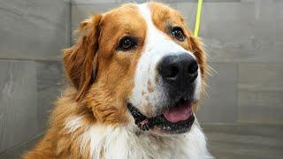 I Tried To Bathe A MASSIVE Scaredy Cat And This Happened... | Great Pyrenees & Bernese Mountain Dog