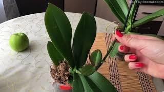 как получить детку орхидеи с помощью цитокининовой пасты.how to get baby orchids