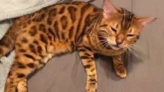 Before bed, Henry style. 2 dozen meows from a Bengal.