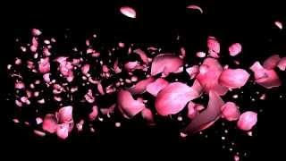 Футаж Лепестки роз Footage Rose petals HD