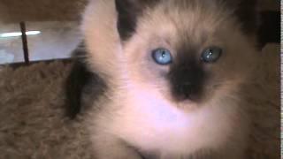 Linda Rooney's Siamese female purple color 001