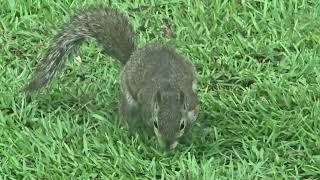 Wild squirrel buried an acorn and then it rubbed it's belly on the ground!!