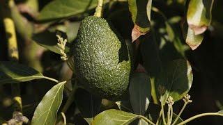 NZ Avocado Shortage Results In Desperate, Criminal Measures