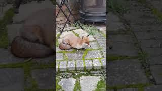 FRIENDLY WILD URBAN FOX FELL ASLEEP IN MY BACKYARD JOHN WICK