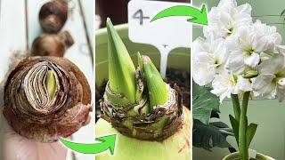 4 Methods to Plant Amaryllis Hippeastrum Bulbs | Which One Grows Fastest? (Part 1) Turn on CC