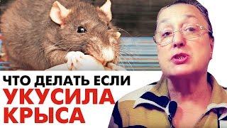 Что делать если УКУСИЛА КРЫСА || скорая помощь