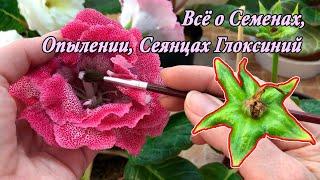 Сеянцы, Семена, Опыление Глоксиний