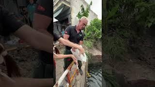 Revive dirty water sources #saigonxanh #cleanup #cleaning #satisfying #environment
