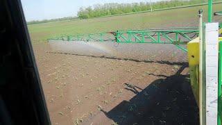 Chemical field of corn. Herbicidal treatment of corn from weeds.