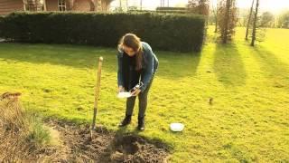 Easy Bloom Pads at Sugar Creek Gardens