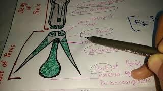 Male genital organs ( part 1)- Penis - Anatomy in easy way...