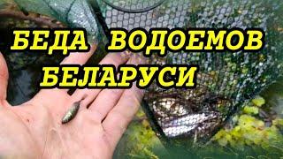 Беда водоемов Беларуси Колюшка трёхиглая / Ловля Живца на Раколовку