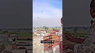 Kite Cutting Skill ️ Patangbazi Lover Kite Fight #shorts #kitefighting #kitecutting #patang #viral