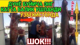 УЗБЕКИСТОНДА ЭНГ КАТТА БАЛИК УШЛАНДИ ШОК!!!!(ХОРАЗМДА)