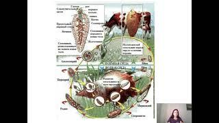 печеночный сосальщик (Fasciola hepatica)