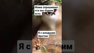 Пильмени #shorts #short #subscribe #like #edit #memes #meme #мемы #мем #viral #video #viralvideo