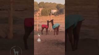 Baby Alpacas Playing! BELOW FREEZING TEMPS! #babyanimal #alpaca #farm #shorts