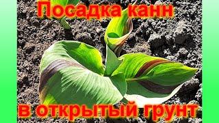 Посадка канн в открытый грунт