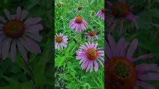 Echinacea purpurea - Kasvirág