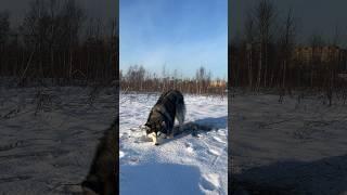 - Ты что застрял? Нет я просто отдыхаю.  #husky #play #snow