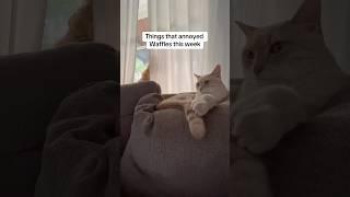 One of the first episodes of our Annoyed Waffles series #cats #shorts