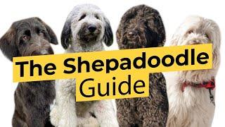 The Shepadoodle Guide  Poodle and German Shepherd Mix!  2022 