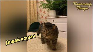 ГОВОРЯЩИЕ КОТЫ  САМЫЕ СМЕШНЫЕ КОТЫ И СОБАКИ  ПРИКОЛЫ С ЖИВОТНЫМИ  TALKING CATS 