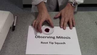 Mitotic Index Root Tip Squash