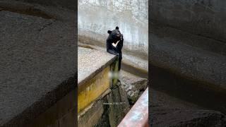 Bears Build a Beautiful Friendship in the Zoo 