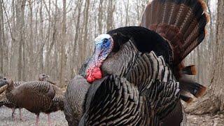 Wild Forest Turkeys - 10 Hours - April 5, 2021